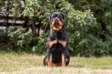 rottweiler köpek hayvan portre