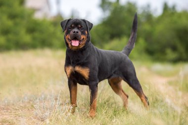 rottweiler köpek hayvan portre