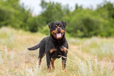 rottweiler köpek hayvan portre