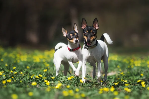 Brinquedo Raposa Terrier Cão — Fotografia de Stock