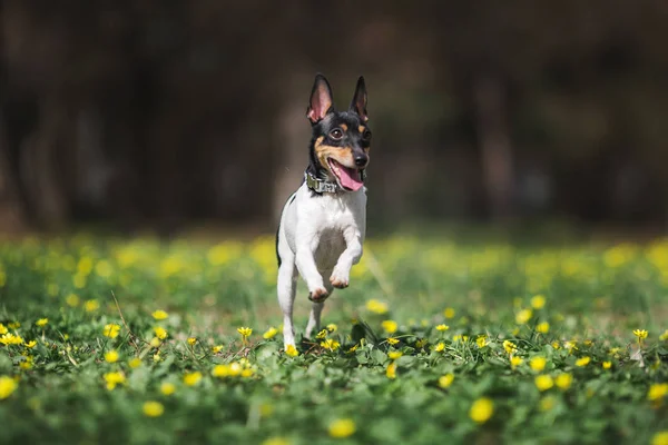 Juguete Zorro Terrier Perro —  Fotos de Stock