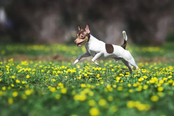 Toy Fox Terrier Dog — Stock Photo, Image