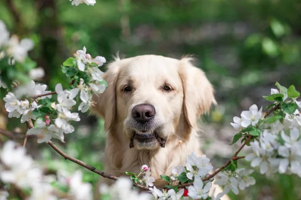 Golden Retriever Hund Tier — Stockfoto