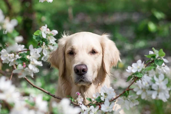 Golden Retriever Dog Animal — Stock Photo, Image