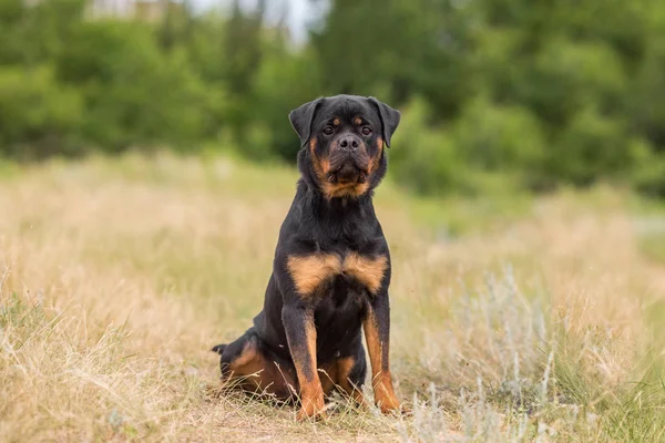 Rottweiler Köpek Hayvan Portre — Stok fotoğraf