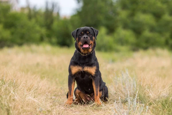 Портрет Собаки Ротвейлера — стокове фото