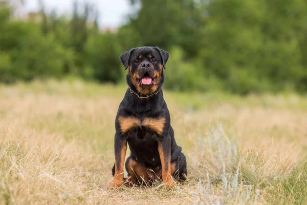 Rottweiler Cane Animale Ritratto — Foto Stock