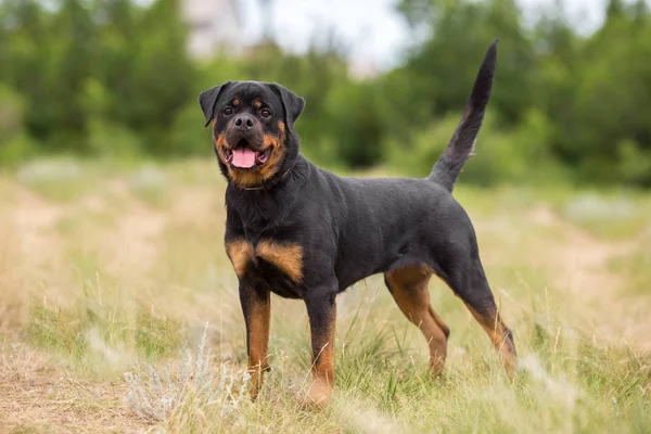 Rottweiler Perro Animal Retrato —  Fotos de Stock