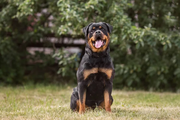 Ротвайлерский Портрет Собаки — стоковое фото