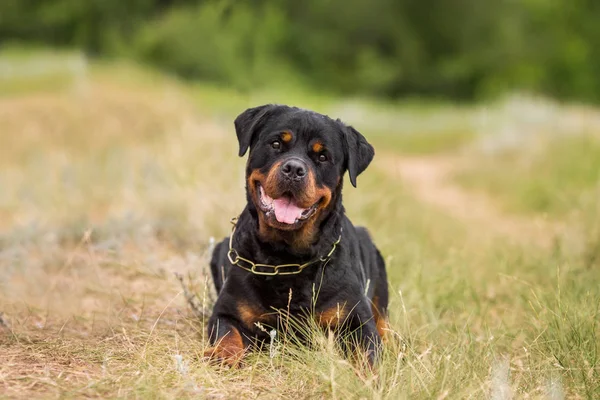 Rottweiler Köpek Hayvan Portre — Stok fotoğraf