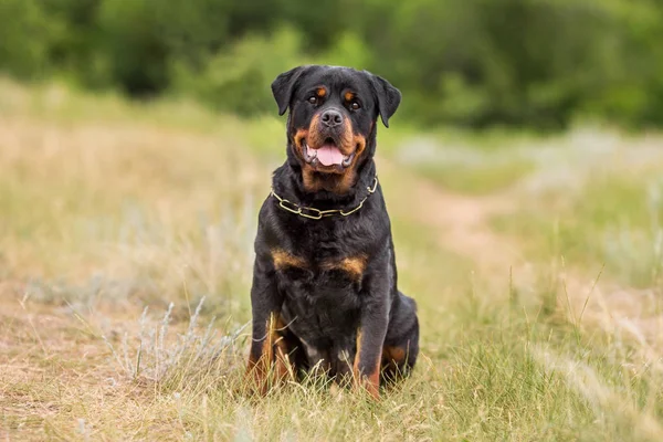 ロットワイラー犬動物の肖像画 — ストック写真