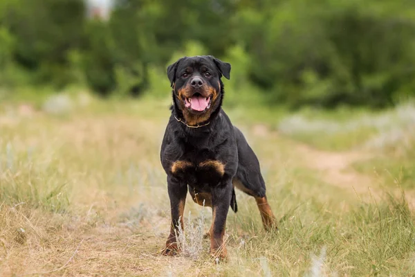 Rottweiler Kutya Állat Arckép — Stock Fotó