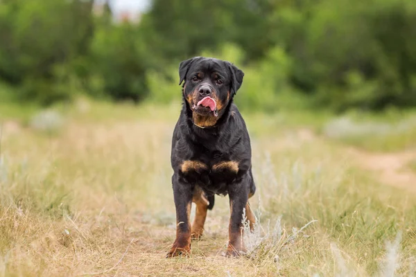 Rottweiler Kutya Állat Arckép — Stock Fotó