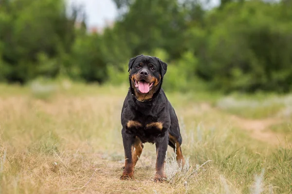 Rottweiler Perro Animal Retrato —  Fotos de Stock