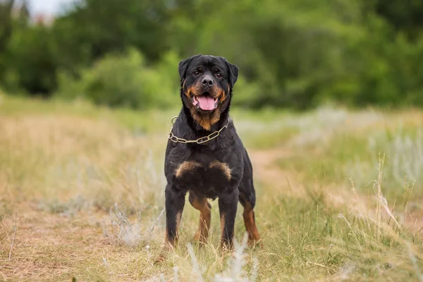 Rottweiler Kutya Állat Arckép — Stock Fotó