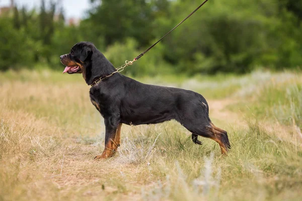 Rottweiler Kutya Állat Arckép — Stock Fotó