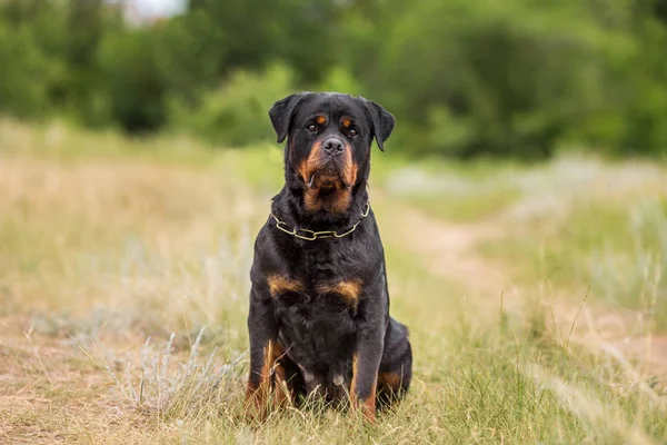 Rottweiler Kutya Állat Arckép — Stock Fotó