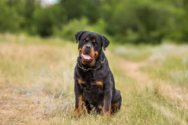 Ротвайлерский Портрет Собаки — стоковое фото