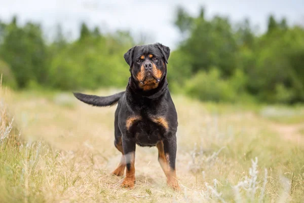 Rottweiler Perro Animal Retrato —  Fotos de Stock