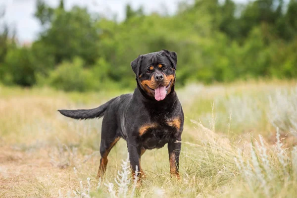 Rottweiler Kutya Állat Arckép — Stock Fotó