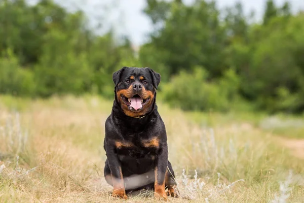 Портрет Собаки Ротвейлера — стокове фото