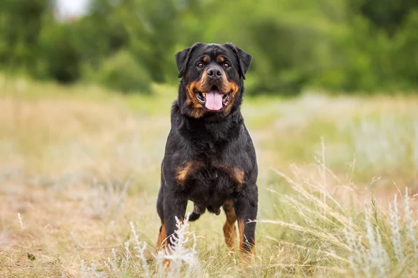 Rottweiler Hond Dierlijke Portret — Stockfoto