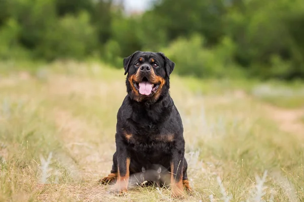 rottweiler dog animal portrait