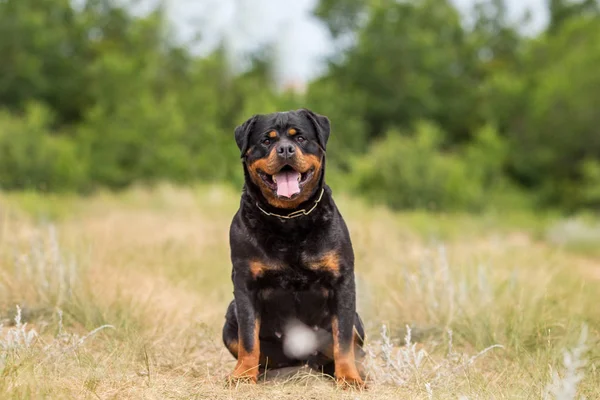 Rottweiler Dog Animal Portrait — Stock Photo, Image