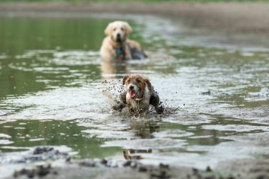 jack russell terrier köpek hayvan