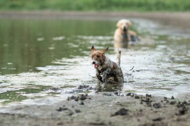 jack russell terrier köpek hayvan