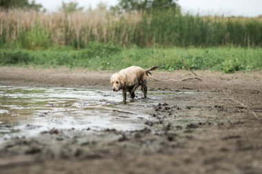 altın retriever köpek hayvan