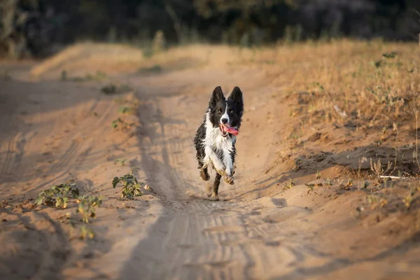 Frontera Collie Perro Animal —  Fotos de Stock