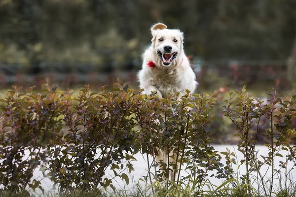 Golden Retriever Chien Animal — Photo