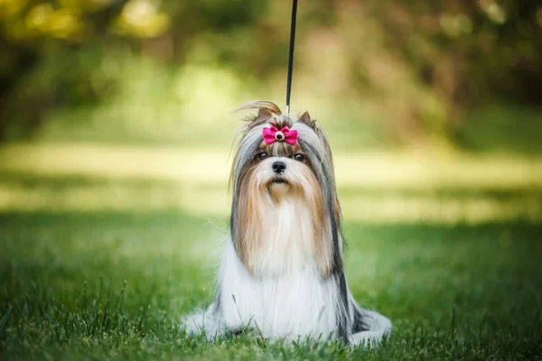 犬のビーワーヨークシャーテリア — ストック写真
