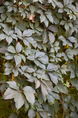 Yeşil yapraklı bitki doğası