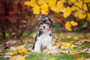 Köpek Yorkshire Teriyer köpeği.