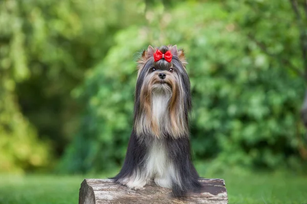 Pies Yorkshire Terrier Zwierzę Domowe — Zdjęcie stockowe