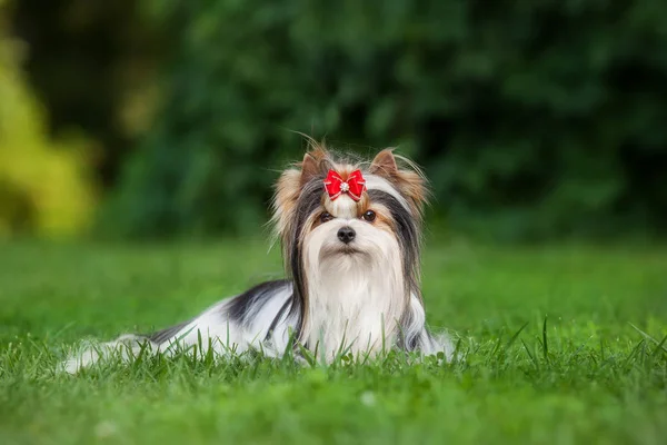 Perro Yorkshire Terrier Mascota —  Fotos de Stock