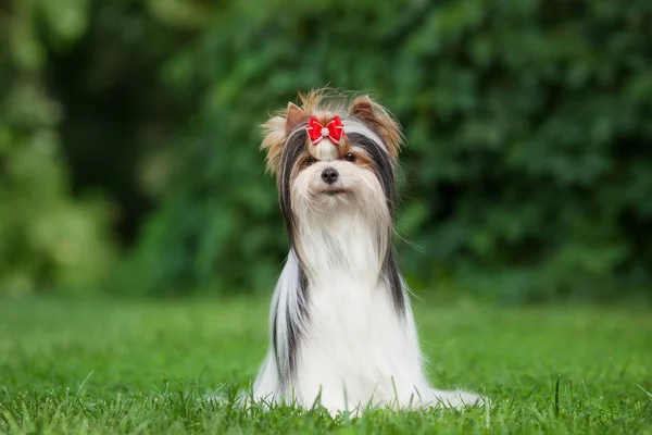 Perro Yorkshire Terrier Mascota — Foto de Stock