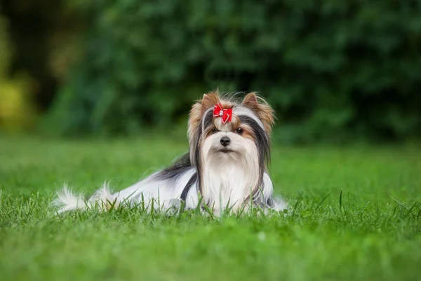 Hund Yorkshire Terrier Pet — Stockfoto