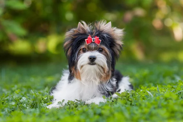 Perro Cachorro Yorkshire Terrier —  Fotos de Stock