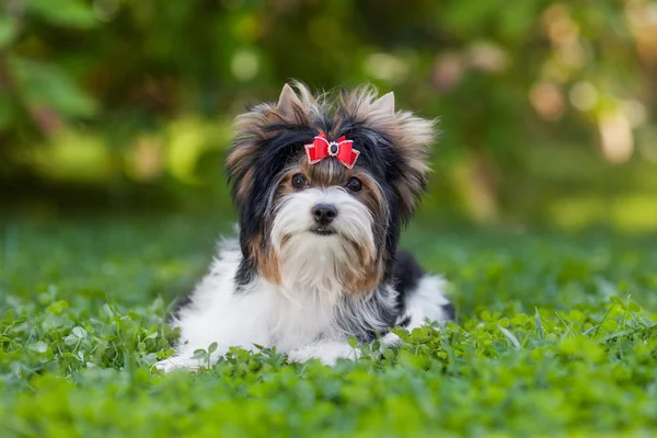 Perro Cachorro Yorkshire Terrier —  Fotos de Stock