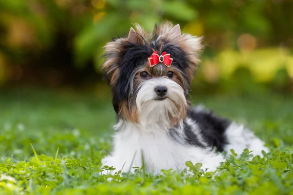 Hundewelpe Yorkshire Terrier — Stockfoto