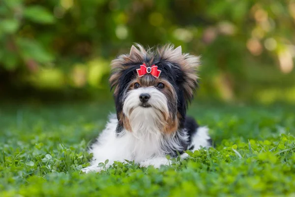 Perro Cachorro Yorkshire Terrier — Foto de Stock