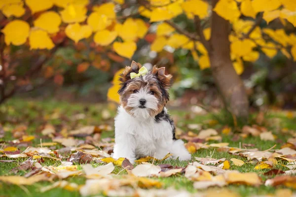 Hund Yorkshire Terrier Welpe — Stockfoto