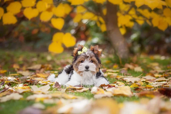 Dog Yorkshire Terrier Puppy — ストック写真