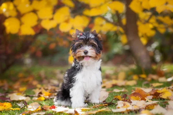 Perro Yorkshire Terrier Cachorro — Foto de Stock