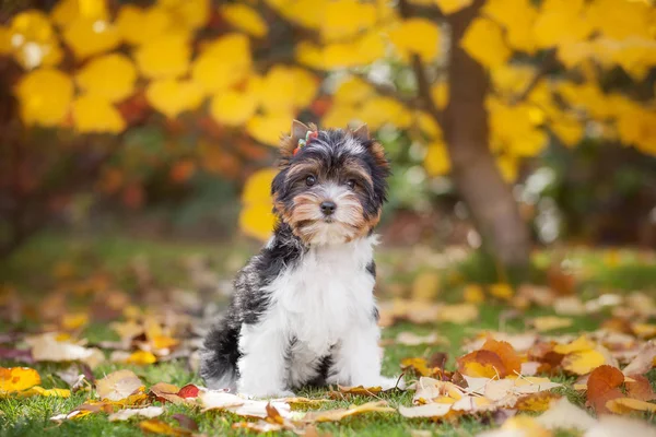 Perro Yorkshire Terrier Cachorro — Foto de Stock