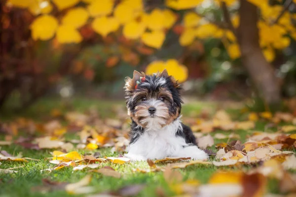 Perro Yorkshire Terrier Cachorro — Foto de Stock