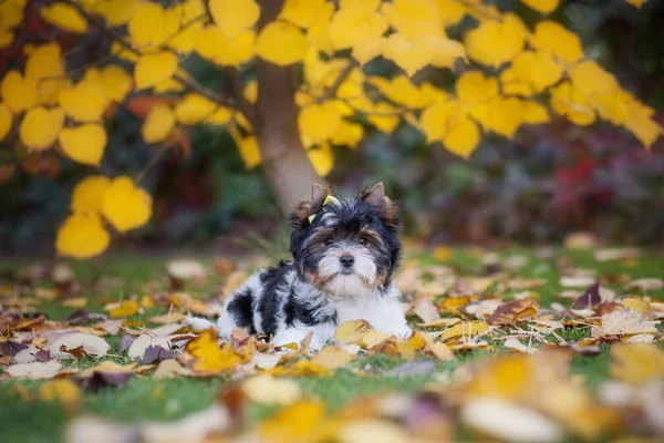 Perro Yorkshire Terrier Cachorro — Foto de Stock